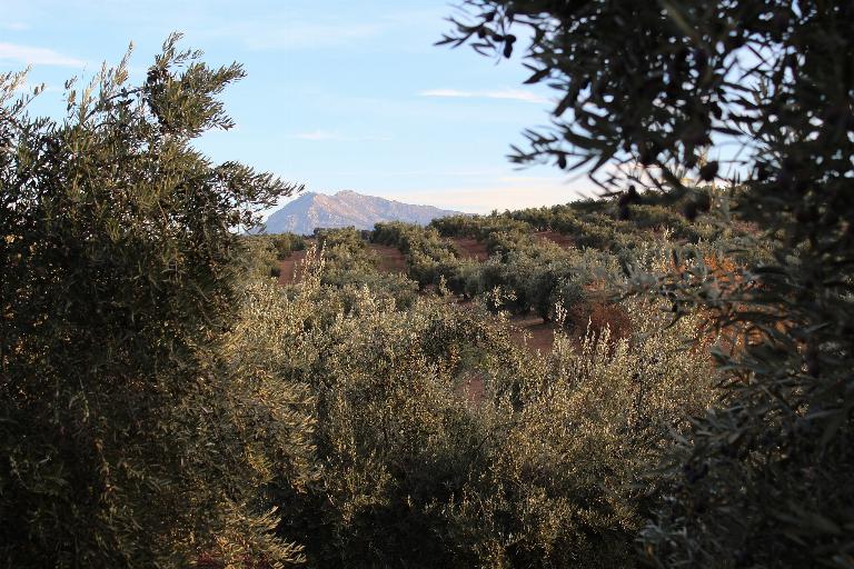 Retos en la producción del aceite de oliva por los cambios del clima